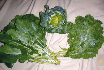 Sunday Dinner: Cabbage, Collards and Kale Sunday Dinner - Cabbage Collards Kale