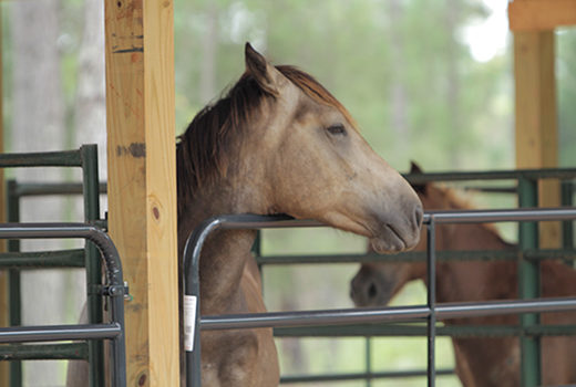 White Oak Conference Center - equestrian story