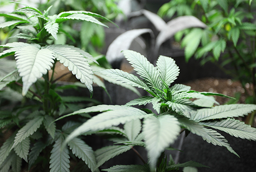 Wholly Healthy - Marijuana