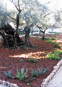Israel garden