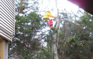Chainsaw crew